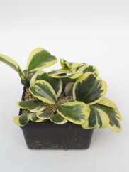 Hoya Kerrii Variegata