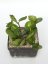 Hoya Obovata Variegata