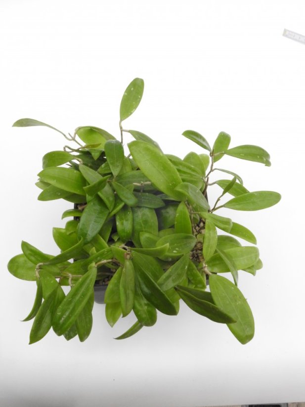 Hoya bhutanica