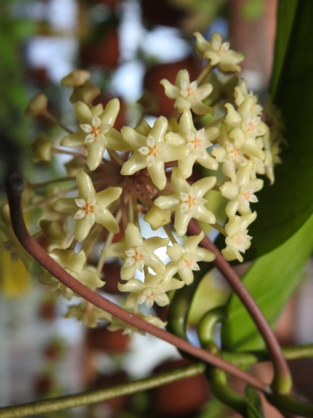 Hoya arnottiana
