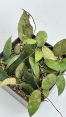 Hoya flagelata big leaves