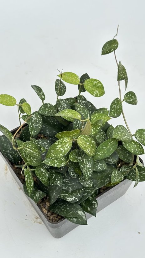 Hoya Sp. Hon Thom Splash