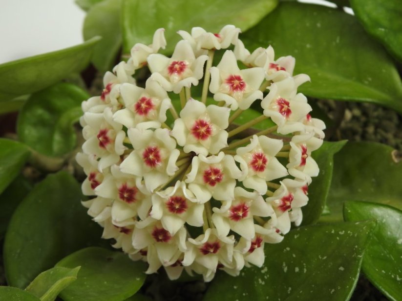 Hoya Snow Ball