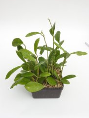 Hoya meliflua