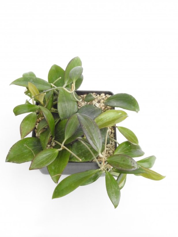 Hoya nicholsoniae