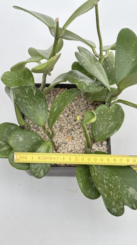 Hoya kerrii splash