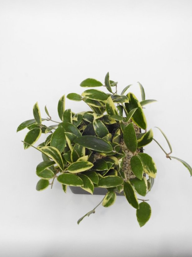 Hoya verticilata albomarginata