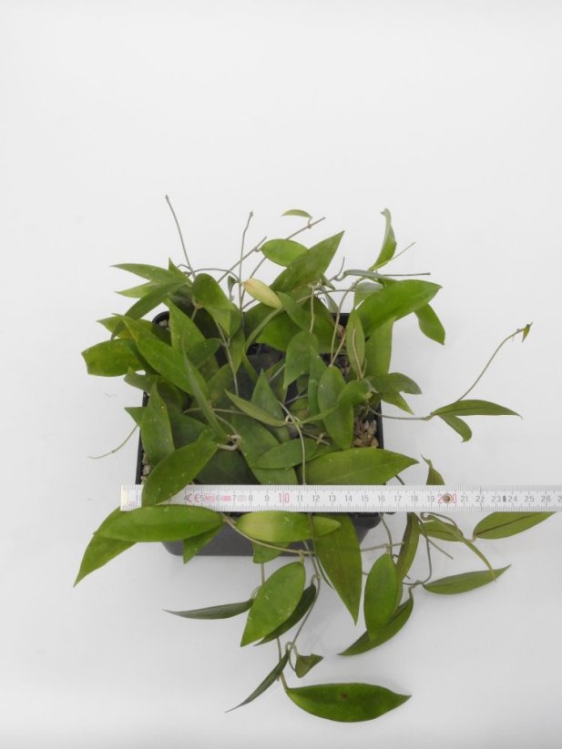 Hoya sulawesi 8898