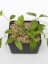 Hoya Cominsii
