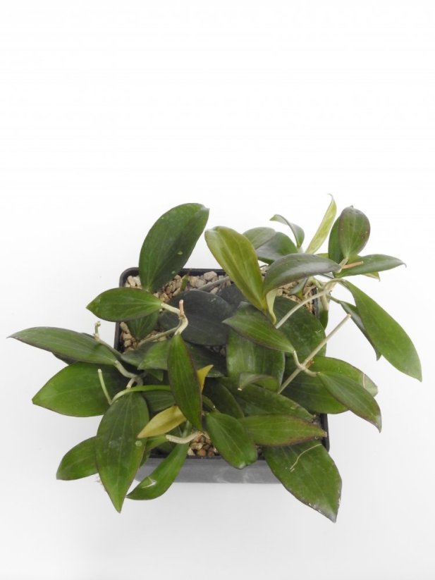 Hoya nicholsoniae