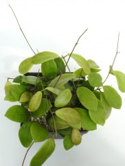 Hoya mindorensis cv. red star