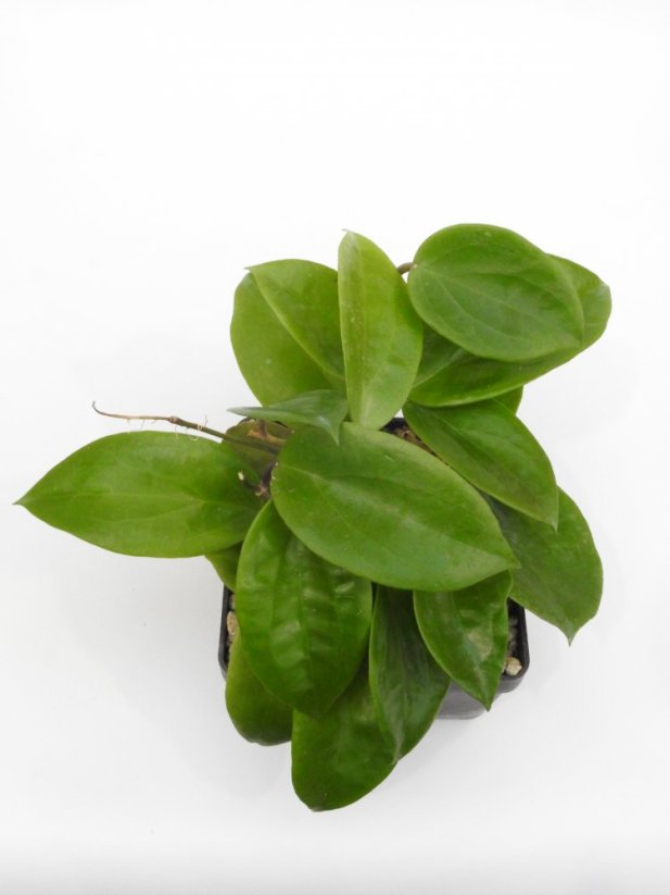 Hoya surigaoensis