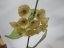 Hoya campanulata
