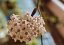 Hoya sulawesi 8867