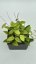 Hoya anda cv. violet purple
