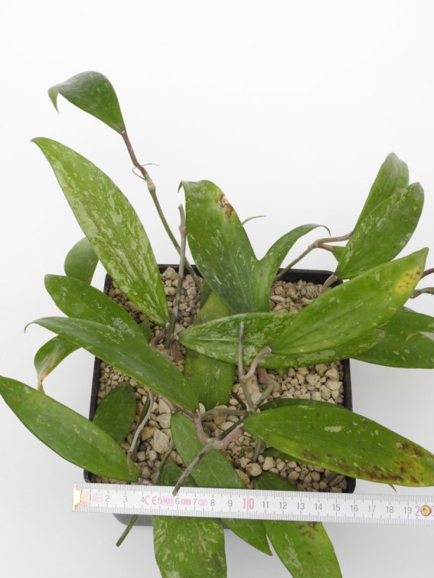 Hoya parasitica long leaf