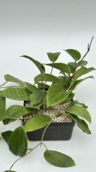 Hoya latifolia