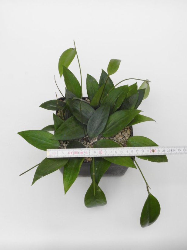 Hoya cinnamomifolia var. purpureofusca