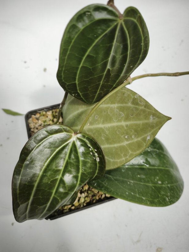 Hoya Sarawak