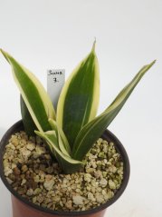 Sansevieria trifasciata silver princess No.7