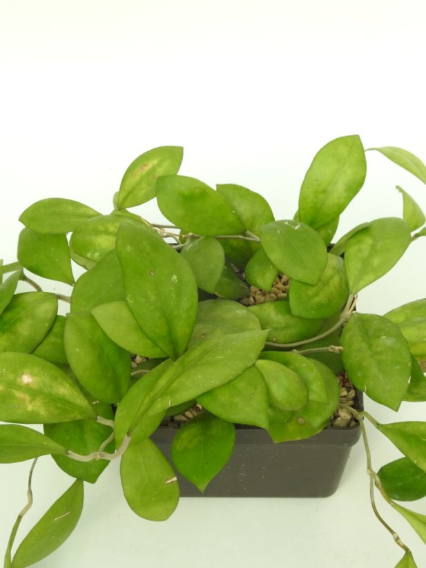 Hoya Nathalie