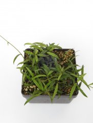Hoya pauciflora