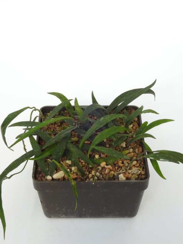 Hoya Sp. Aff. Wrayi