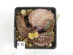 Euphorbia francoisii hybrid  No.15