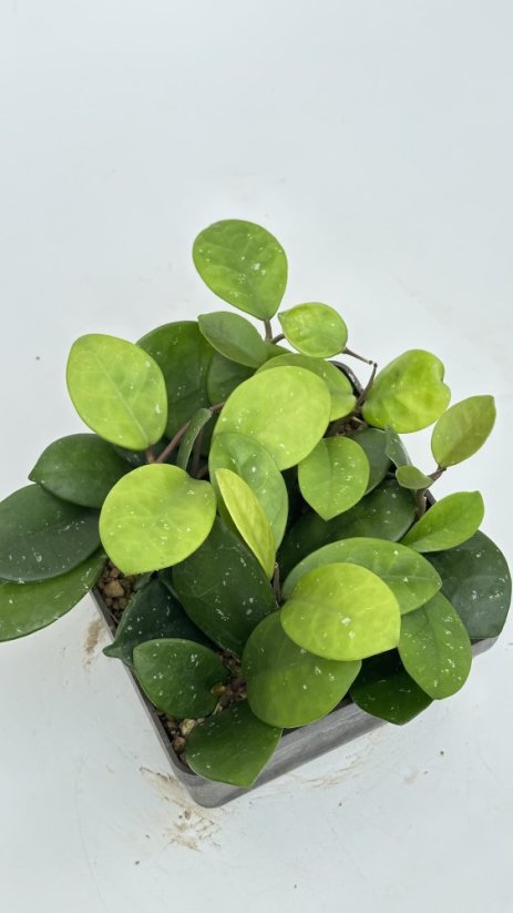 Hoya David's Cup Green