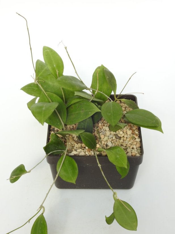 Hoya Tomataensis