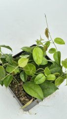 Hoya leytensis