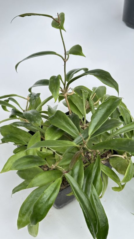 Hoya mindorensis