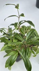 Hoya mindorensis