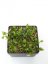 Hoya picta