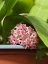 Hoya Tomataensis