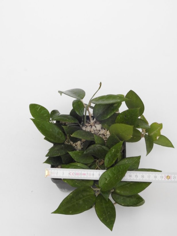 Hoya parasitica black edge