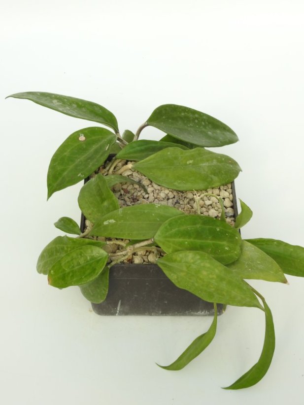 Hoya Polystachya
