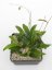 Hoya sp. sabah gps 7950