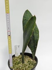 Sansevieria hyacinthoides mozambique No.18