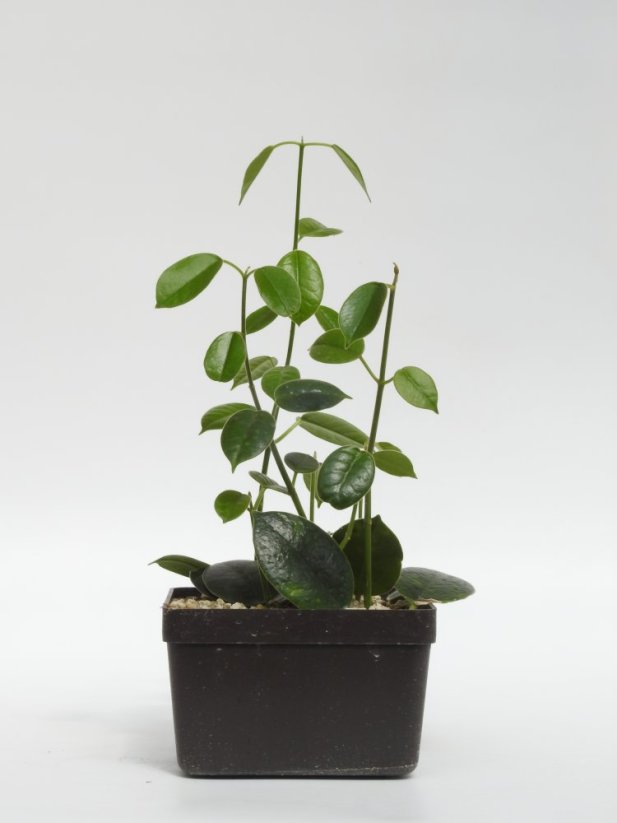 Hoya optimistic