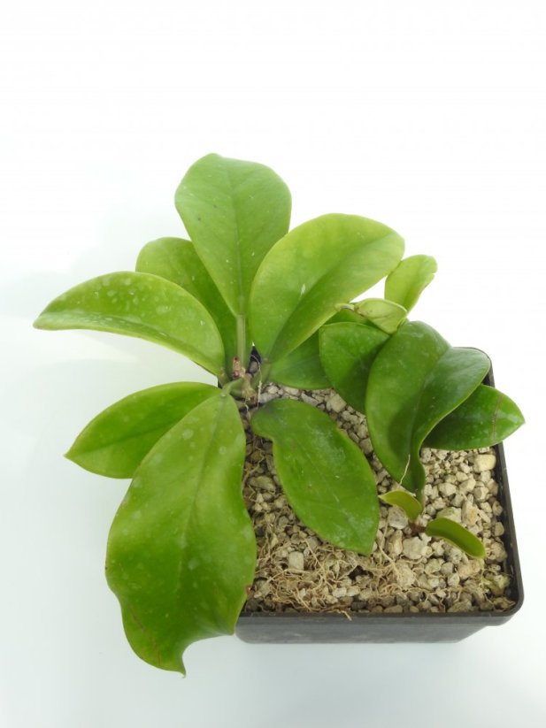 Hoya monetteae