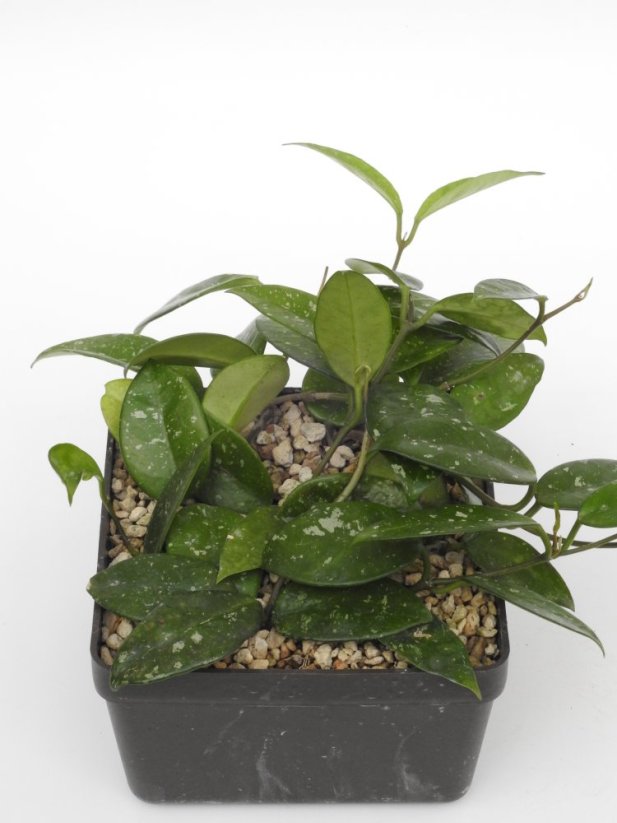Hoya Heidi