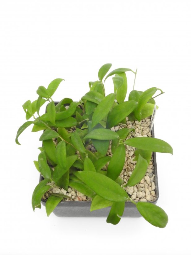 Hoya cagayanensis