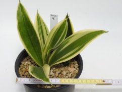 Sansevieria trifasciata silver princess  No.9