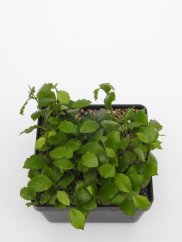 Hoya endauensis