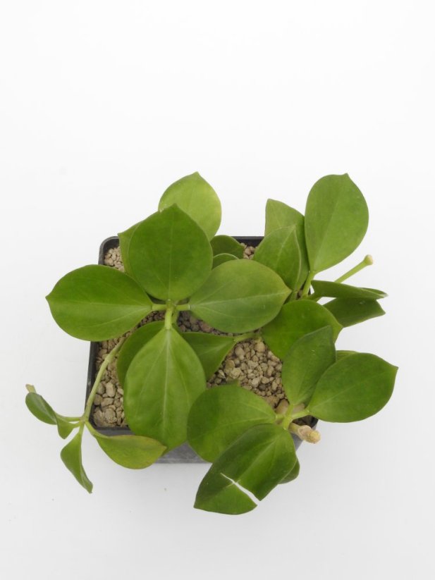 Hoya pachyclada