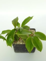 Hoya Vorapol cv. Yellow and Fragrant Flower
