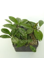 Hoya Stardust