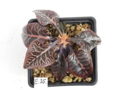 Euphorbia francoisii hybrid  No.35