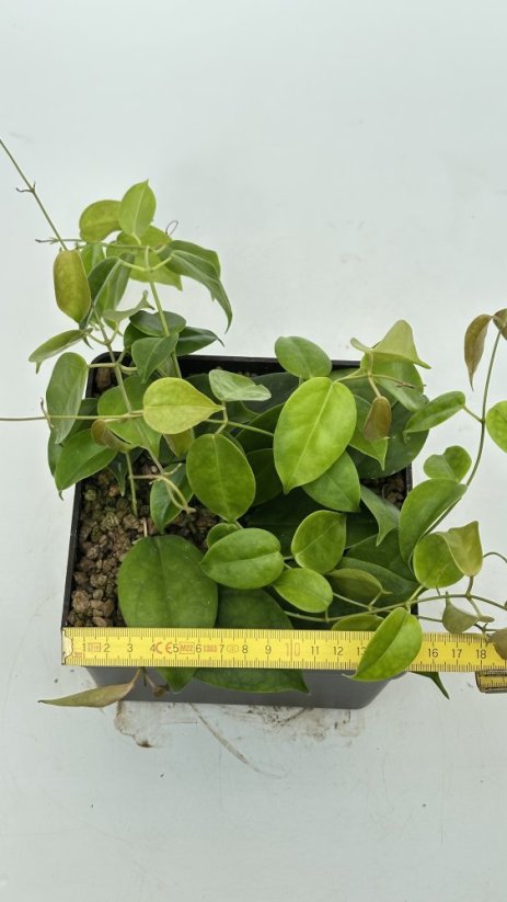 Hoya leytensis